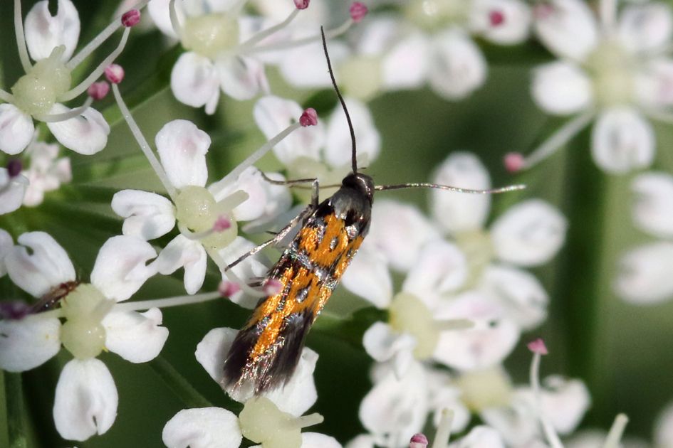 Toe maar..een jurkje van Dior! - Geleedpotigen - 